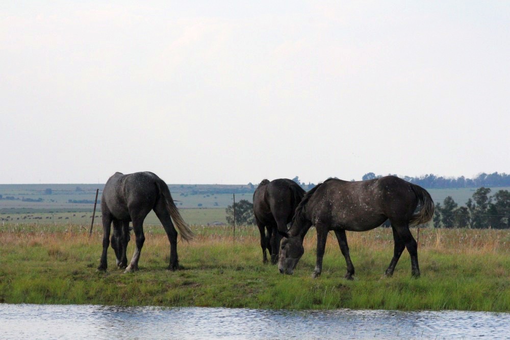 Pure bred percheron sport horses008.jpg